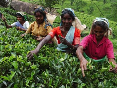 Les pratiques durables dans le secteur du thé… au-delà des certifications « bio » ou « équitable »