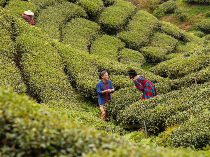 Film | Black Tea, Abderrahmane Sissako