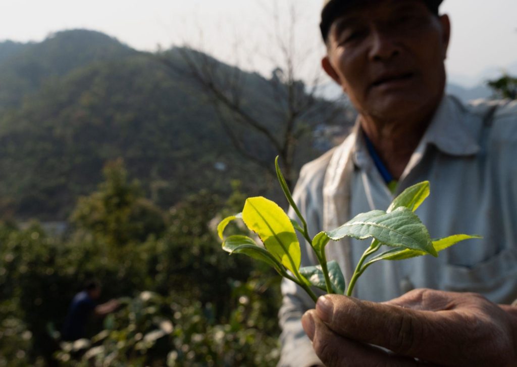 komaen_the_laos_feuilles_the_jmbrun_gret